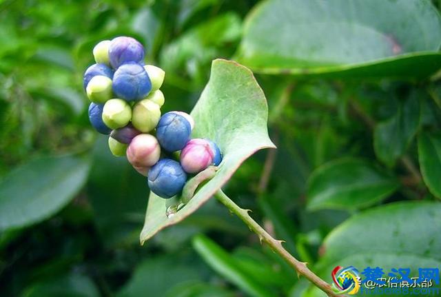 门前种上蛇怕草，毒蛇见了都会跑？农村这种植物，浑身都是倒刺