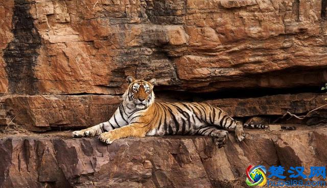 世界上高寿的老虎之一，活了20年，一场大战令它声名鹊起