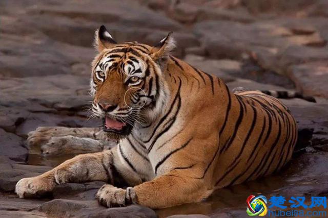 世界上高寿的老虎之一，活了20年，一场大战令它声名鹊起