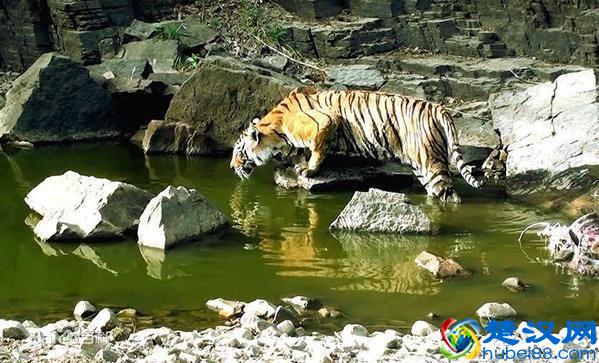 世界上高寿的老虎之一，活了20年，一场大战令它声名鹊起