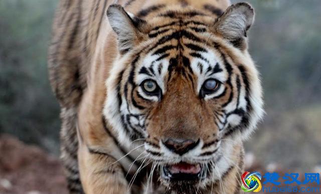 世界上高寿的老虎之一，活了20年，一场大战令它声名鹊起