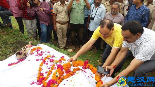 世界上高寿的老虎之一，活了20年，一场大战令它声名鹊起