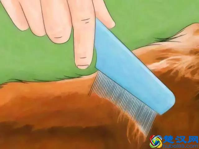 如果发现家中有跳蚤，只需这样做，跳蚤就通通不见了！