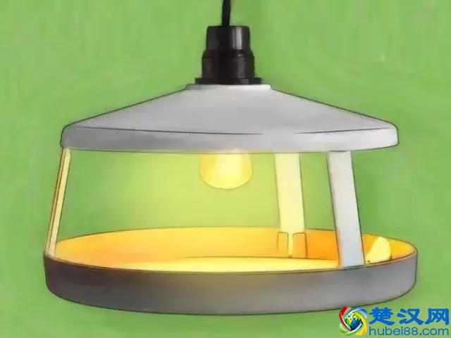 如果发现家中有跳蚤，只需这样做，跳蚤就通通不见了！