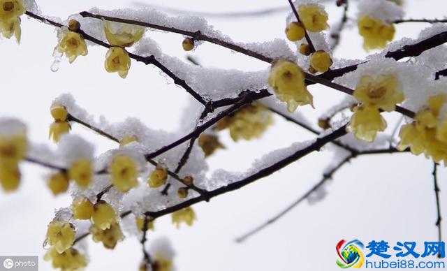 十首王安石的经典诗词，至少会背四首