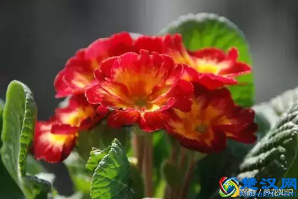 什么月份开什么花？那些不为人所知的花开时间