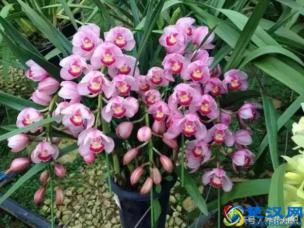 什么月份开什么花？那些不为人所知的花开时间