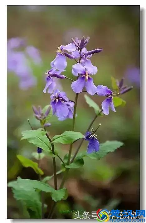 什么月份开什么花？那些不为人所知的花开时间