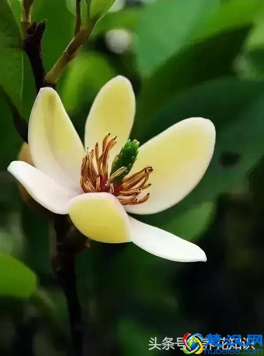 什么月份开什么花？那些不为人所知的花开时间