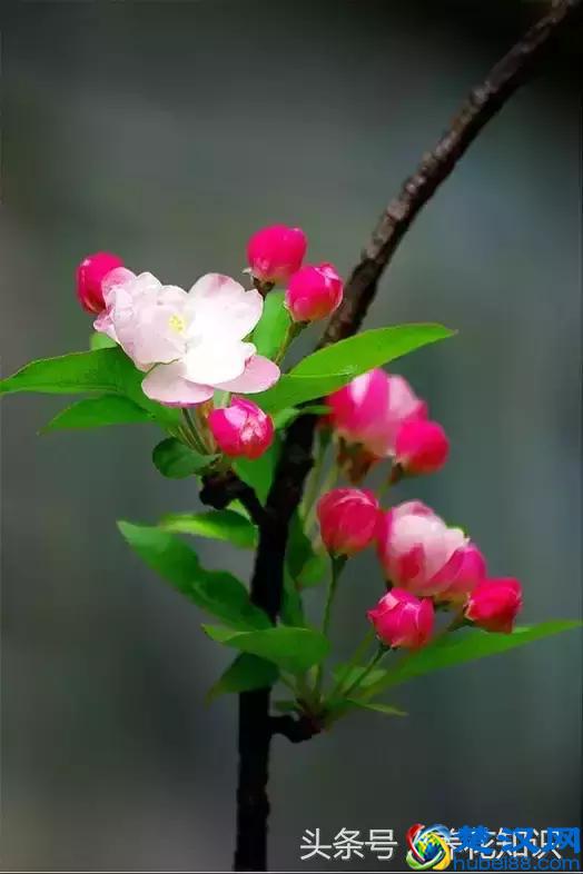 什么月份开什么花？那些不为人所知的花开时间