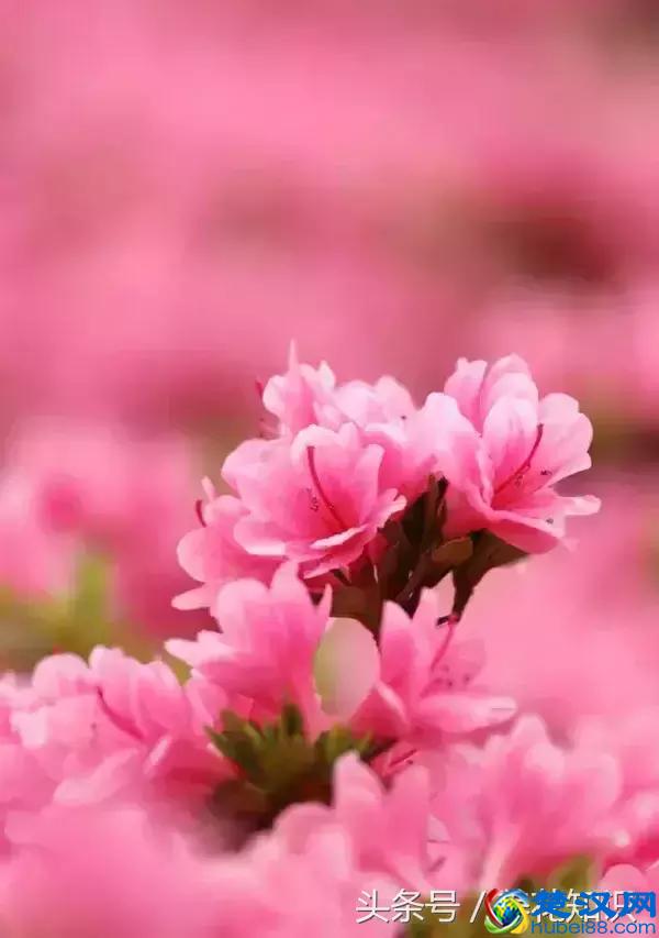 什么月份开什么花？那些不为人所知的花开时间