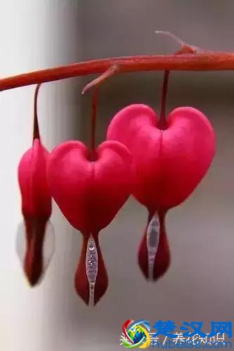 什么月份开什么花？那些不为人所知的花开时间