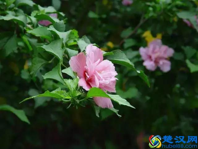 常见的观赏灌木品种，你知道的有几种？