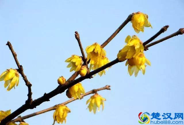 常见的观赏灌木品种，你知道的有几种？