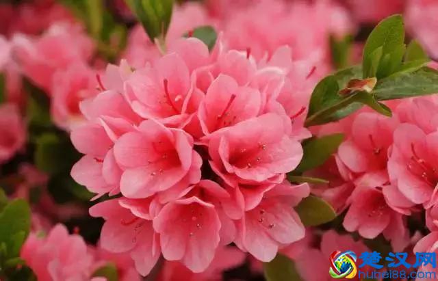 常见的观赏灌木品种，你知道的有几种？