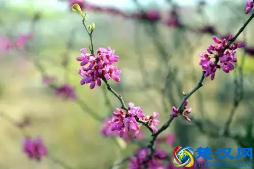 常见的观赏灌木品种，你知道的有几种？