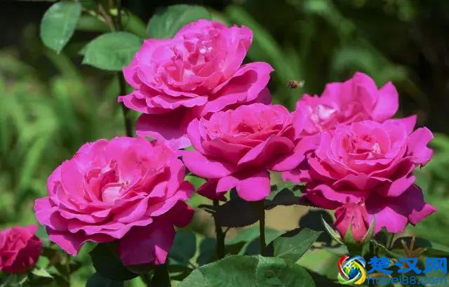 常见的观赏灌木品种，你知道的有几种？