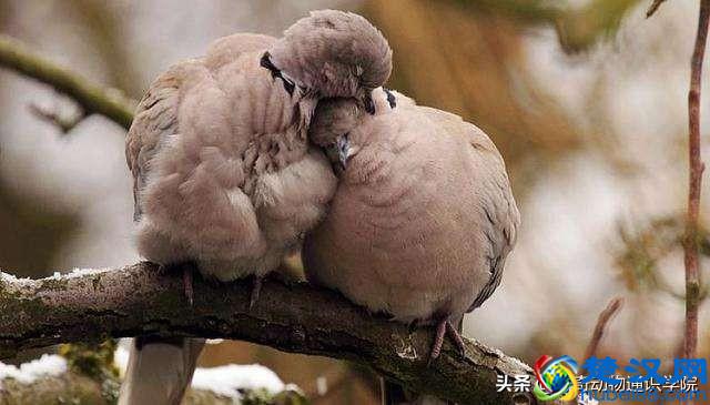 为什么有的动物冬眠，有的动物不冬眠呢？