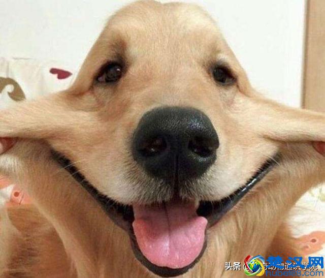 为什么有的动物冬眠，有的动物不冬眠呢？