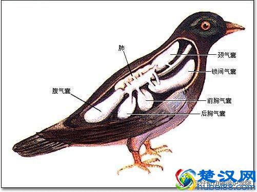 为什么有的动物冬眠，有的动物不冬眠呢？