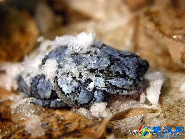 为什么有的动物冬眠，有的动物不冬眠呢？