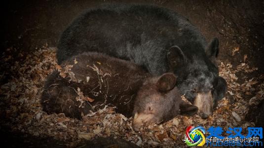 为什么有的动物冬眠，有的动物不冬眠呢？