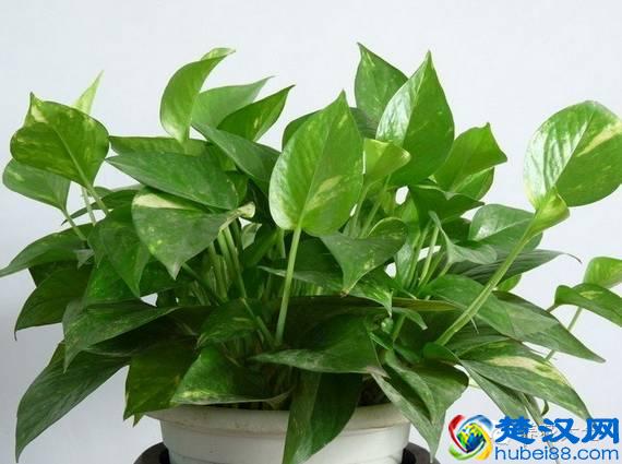 能吸甲醛的20款植物，家里至少要有1盆！