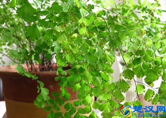 能吸甲醛的20款植物，家里至少要有1盆！