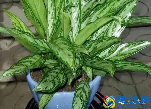 能吸甲醛的20款植物，家里至少要有1盆！