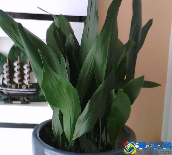 能吸甲醛的20款植物，家里至少要有1盆！