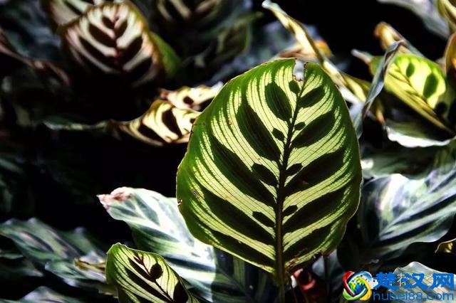 能吸甲醛的20款植物，家里至少要有1盆！