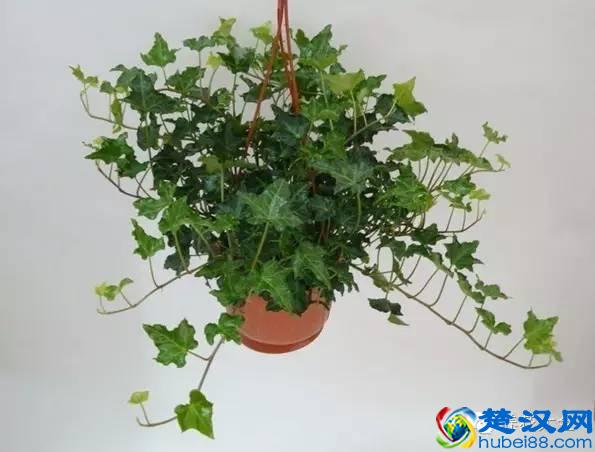 能吸甲醛的20款植物，家里至少要有1盆！