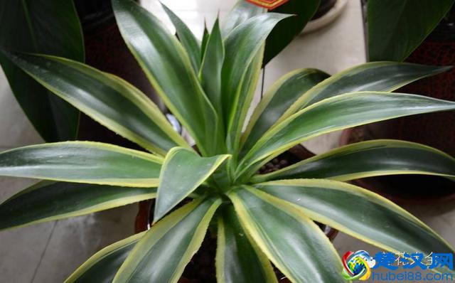 能吸甲醛的20款植物，家里至少要有1盆！