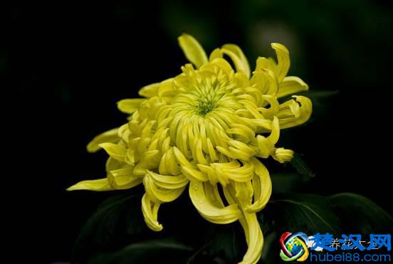 能吸甲醛的20款植物，家里至少要有1盆！