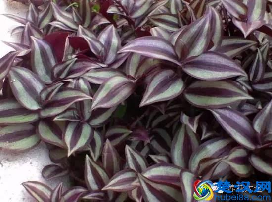 能吸甲醛的20款植物，家里至少要有1盆！