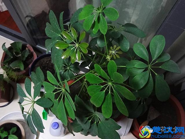 能吸甲醛的20款植物，家里至少要有1盆！