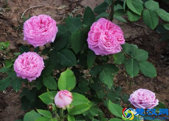 能吸甲醛的20款植物，家里至少要有1盆！