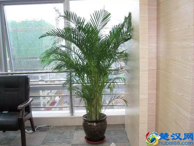 能吸甲醛的20款植物，家里至少要有1盆！