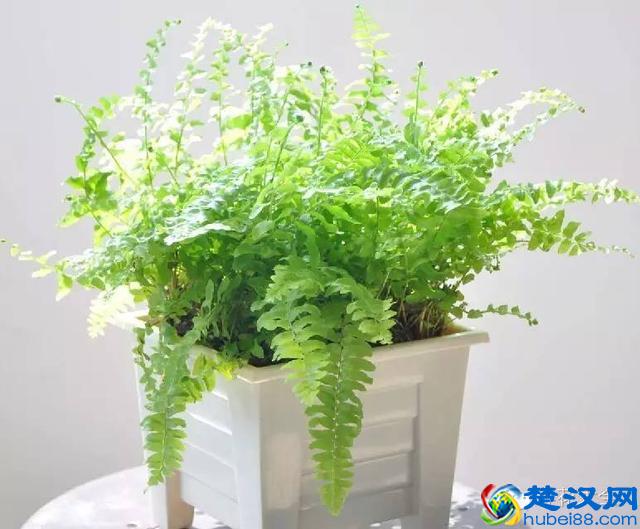 能吸甲醛的20款植物，家里至少要有1盆！