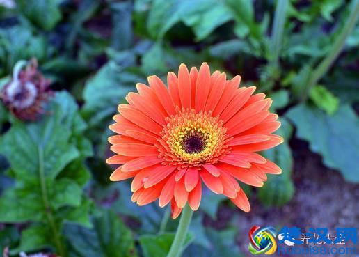 能吸甲醛的20款植物，家里至少要有1盆！