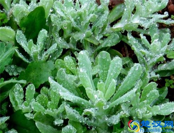 常见能吃的野菜有哪些  这些美味错过了太可惜