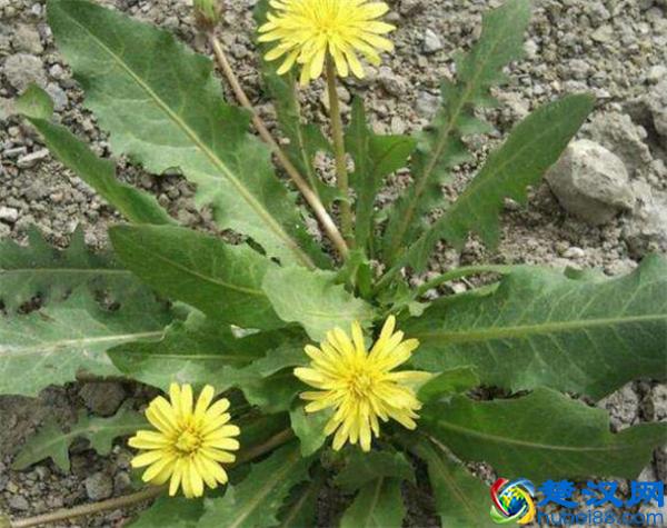 常见能吃的野菜有哪些  这些美味错过了太可惜