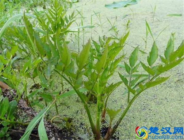 常见能吃的野菜有哪些  这些美味错过了太可惜