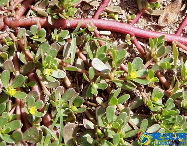 常见能吃的野菜有哪些  这些美味错过了太可惜