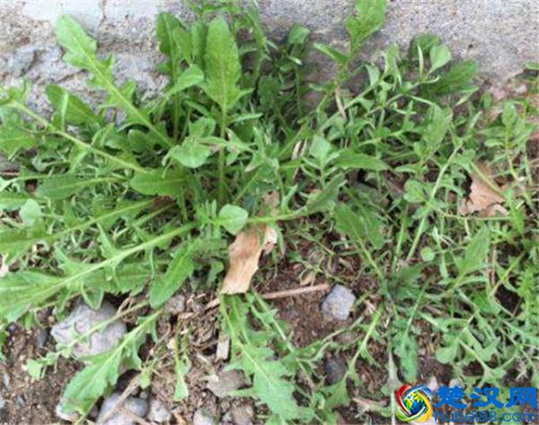 常见能吃的野菜有哪些  这些美味错过了太可惜