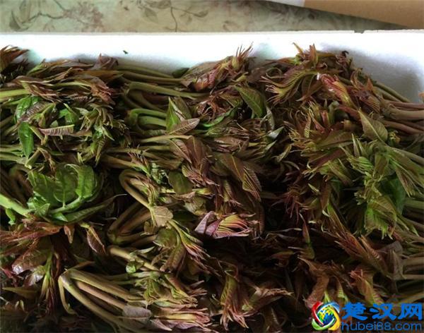 常见能吃的野菜有哪些  这些美味错过了太可惜