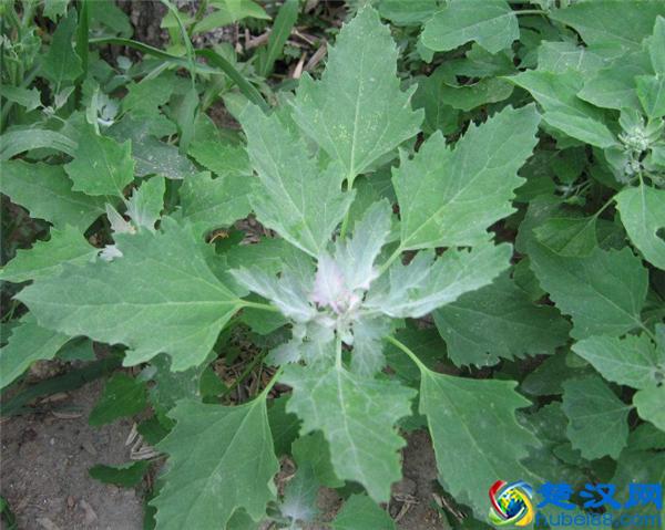 常见能吃的野菜有哪些  这些美味错过了太可惜