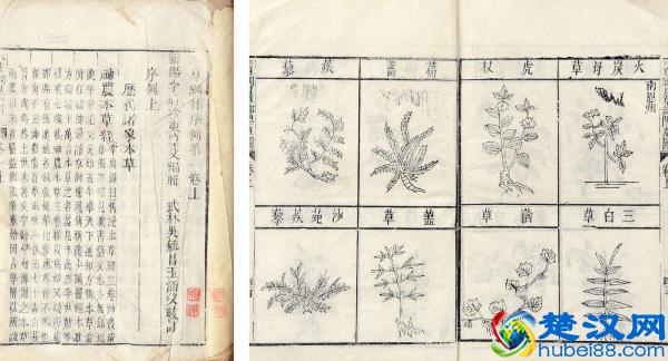 世界上到底有多少种生物？