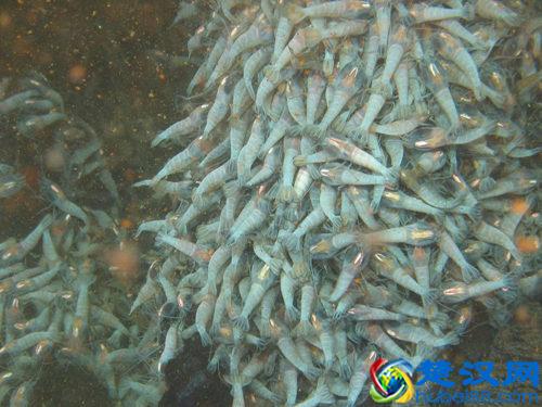 世界上到底有多少种生物？