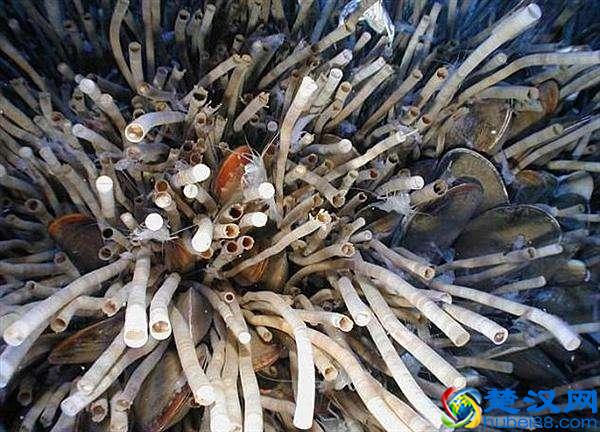 世界上到底有多少种生物？